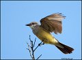 _0SB2543 western kingbird